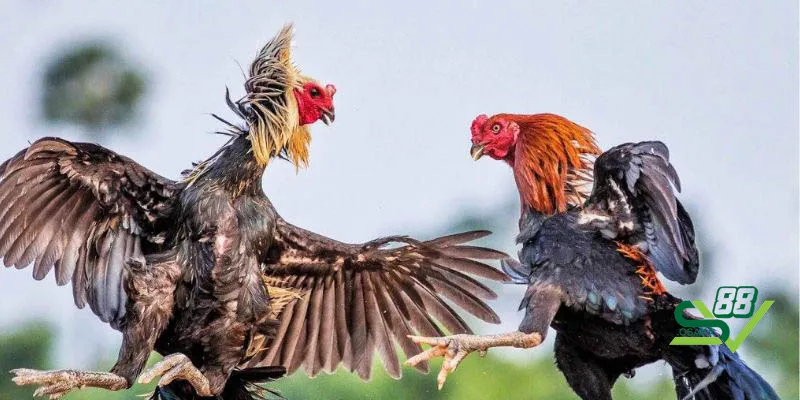 33 loại gà Thần Kê huyền thoại