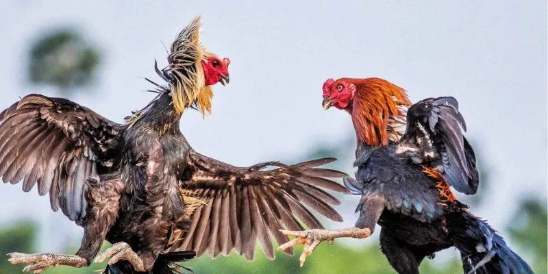 Gà Thần Kê là gì?