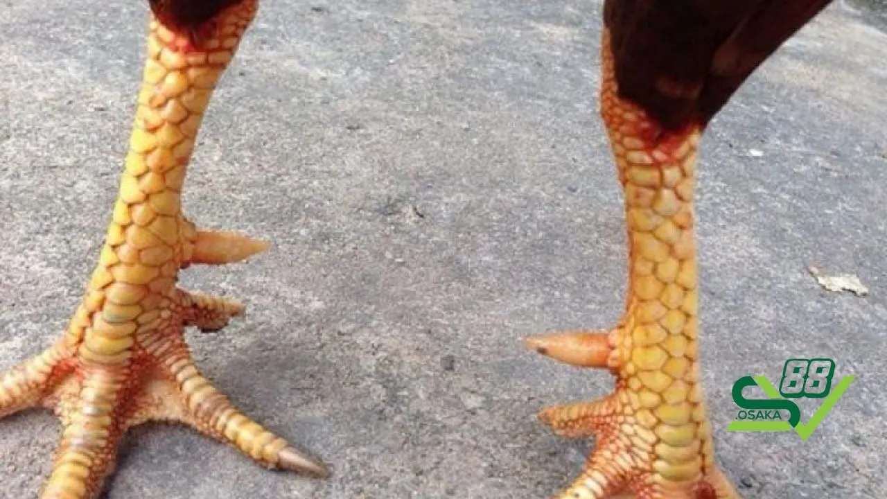 Bí quyết chọn 78 vảy gà tốt nên chọi