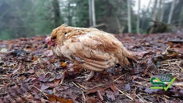 Bệnh cầu trùng ở gà là gì?