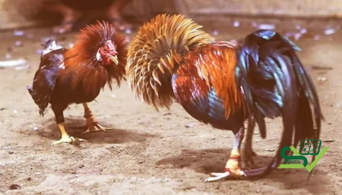 Các thuật ngữ trong đá gà