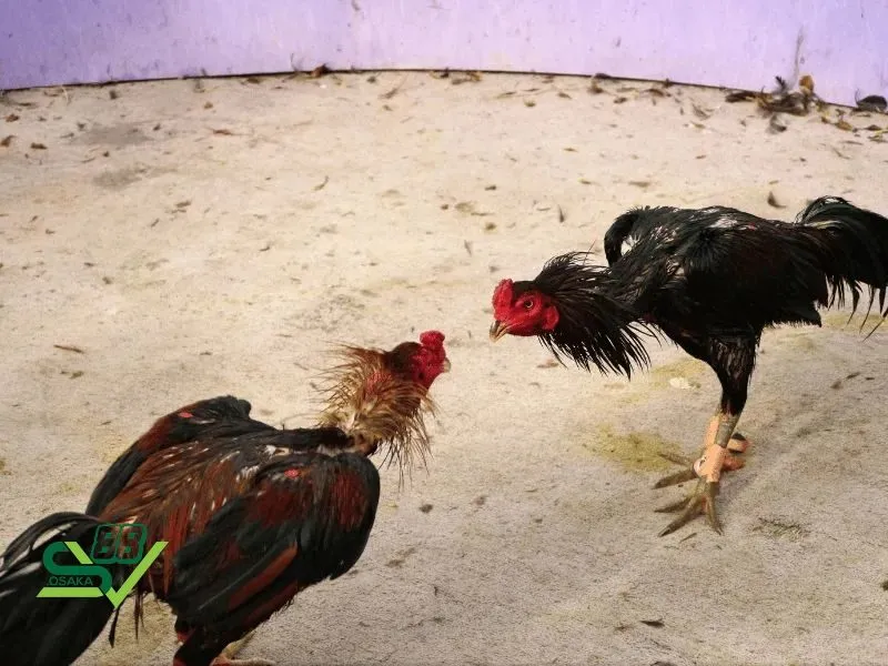 Cách tính tiền trong đá gà cơ bản nhất