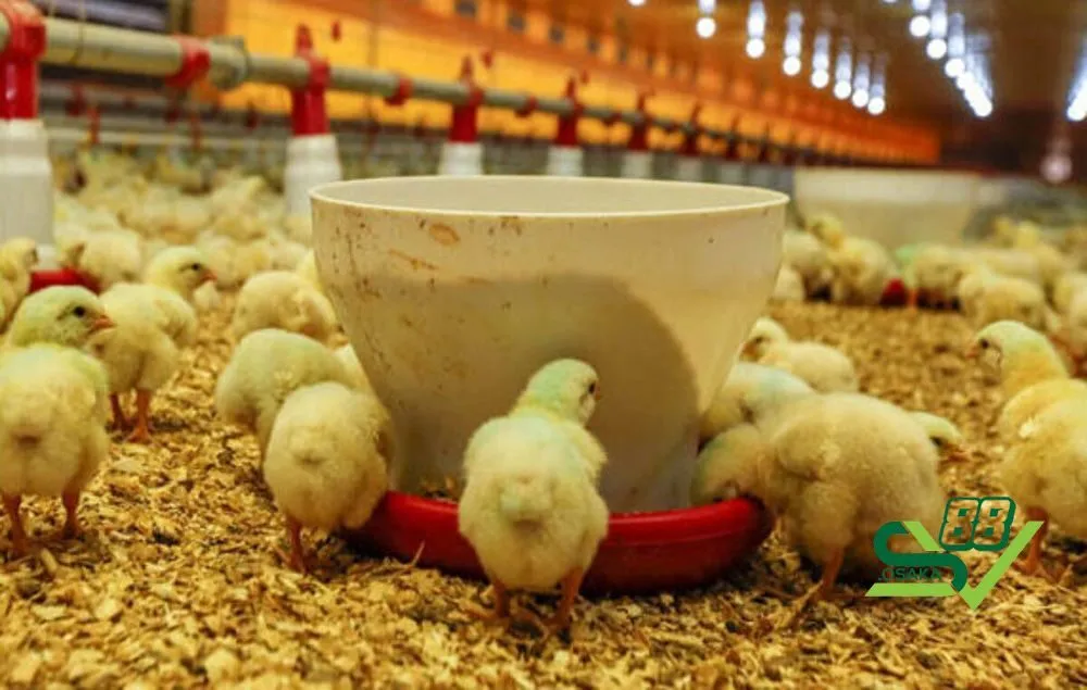 Bật mí cách chăm sóc gà con khi đúc gà đá