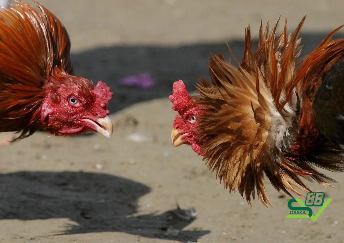 Làm cho gà lì đòn giúp tăng khả năng chiến thắng