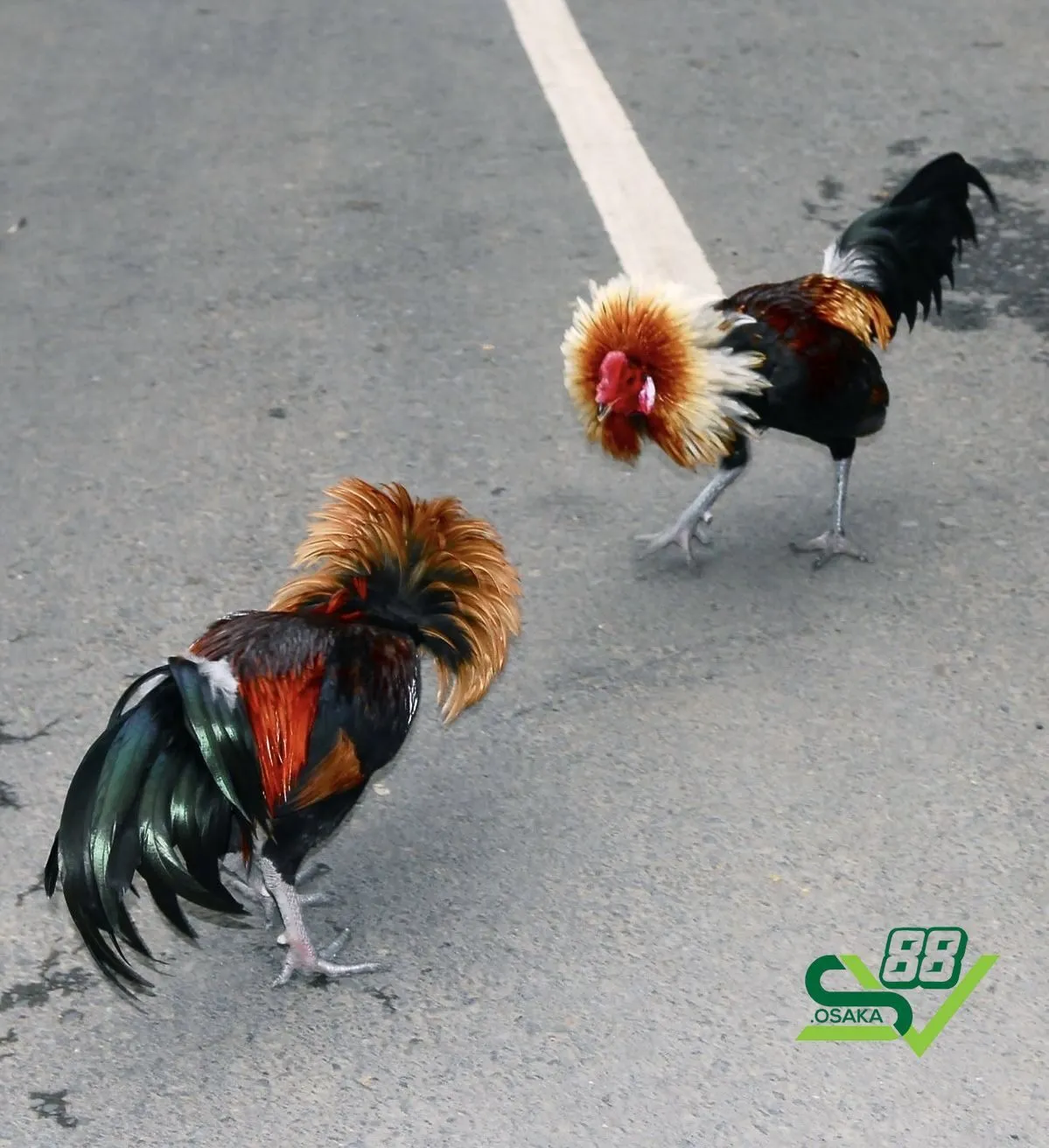 Luyện tập thể lực và chịu đòn