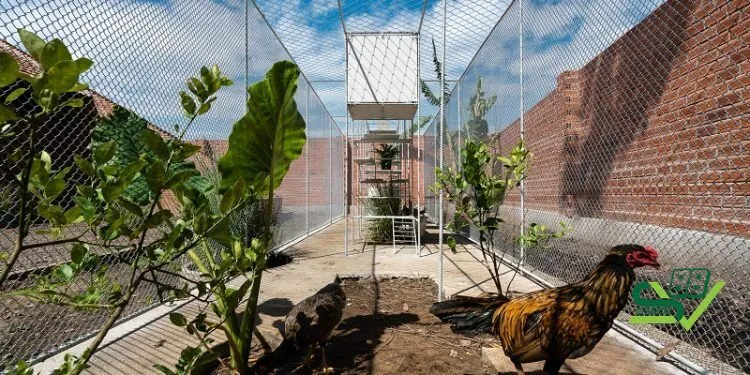 Cách làm chuồng bay cho gà đá hiệu quả