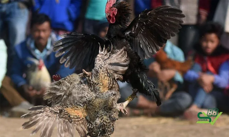 Chế độ tập luyện cho gà chọi đá khỏe chân