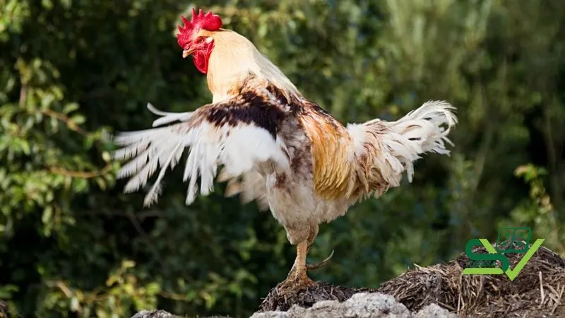 Đặc điểm nhận biết gà chiến đang thay lông