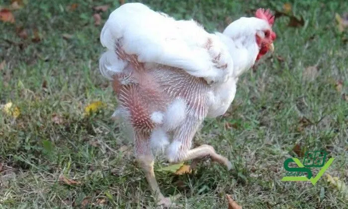 Lưu ý trong cách nhận biết gà thay lông bạn có thể tham khảo