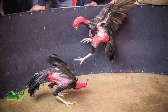 Cách chọn giống gà chọi C1 chuẩn chỉnh nhất dành cho sư kê