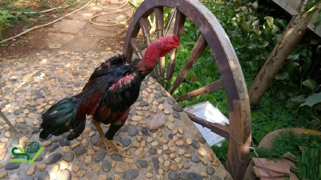 Phương pháp huấn luyện gà chọi C1 hiệu quả nhất