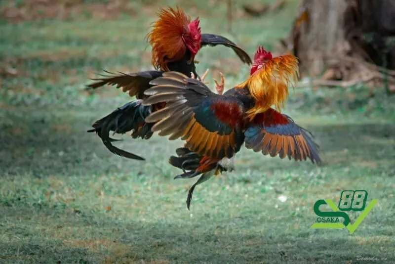 Các yếu tố ảnh hưởng đến thể lực gà chọi