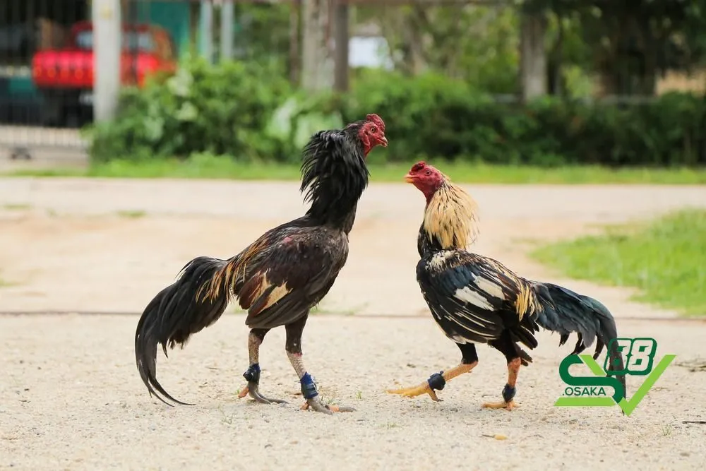 Lưu ý trong cách nuôi gà chọi có thể lực tốt