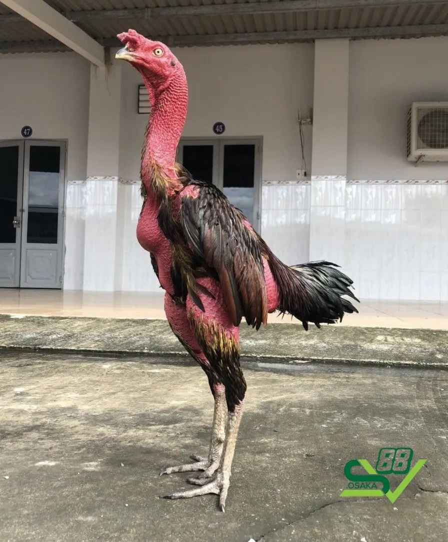 Chế độ dinh dưỡng là yếu tố quan trọng trong cách nuôi gà chọi đỏ đẹp