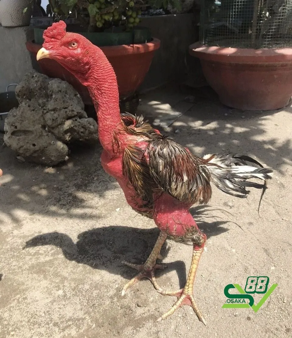 Gà chọi đỏ đẹp phụ thuộc vào nhiều yếu tố