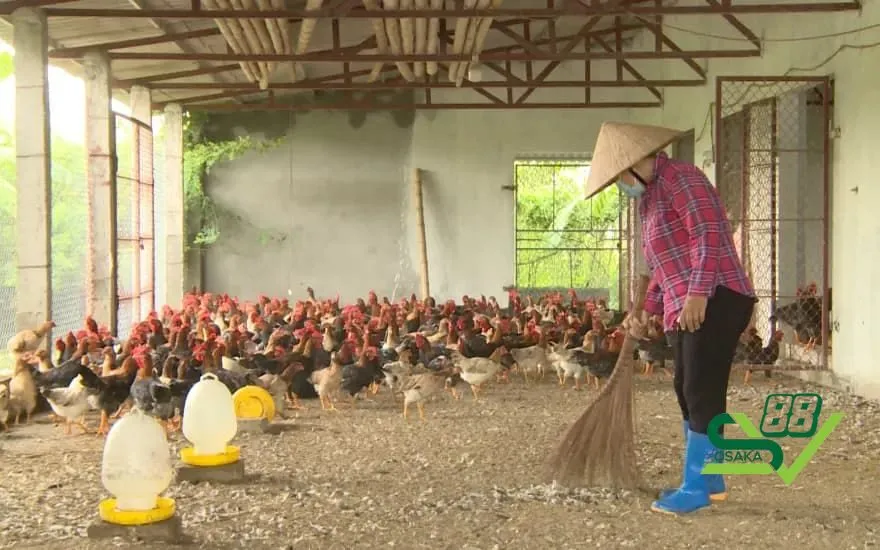 Xây dựng chuồng trại nuôi gà đá thoáng và sạch sẽ