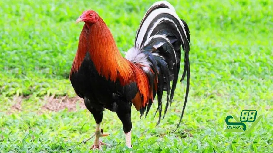 Cách nuôi gà đá không bị hốc