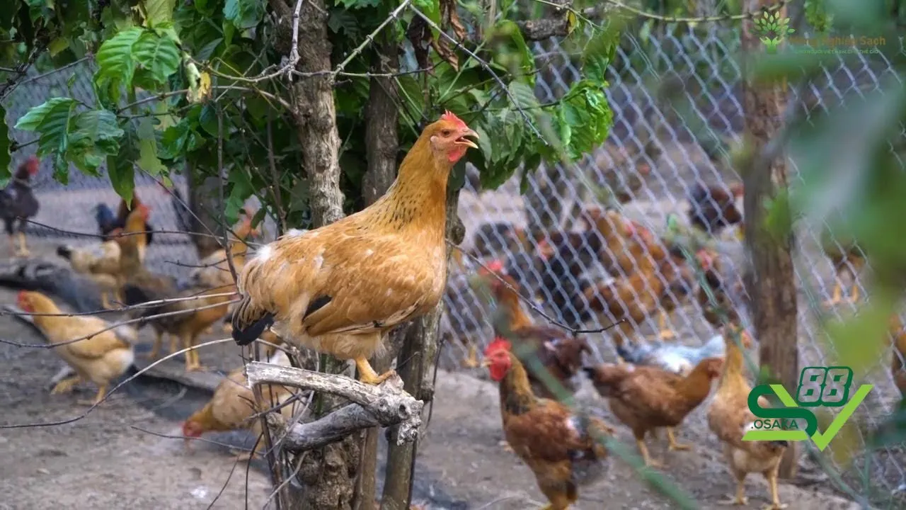 Gà thường gặp phải những dấu hiệu gì vào mùa nóng?