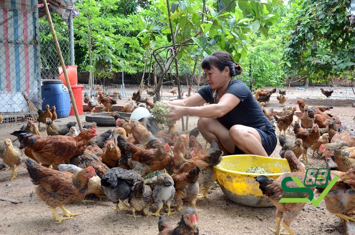 Chia sẻ những cách nuôi gà mùa nóng an toàn