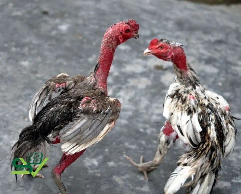 Có nhiều phương pháp vần gà tơ