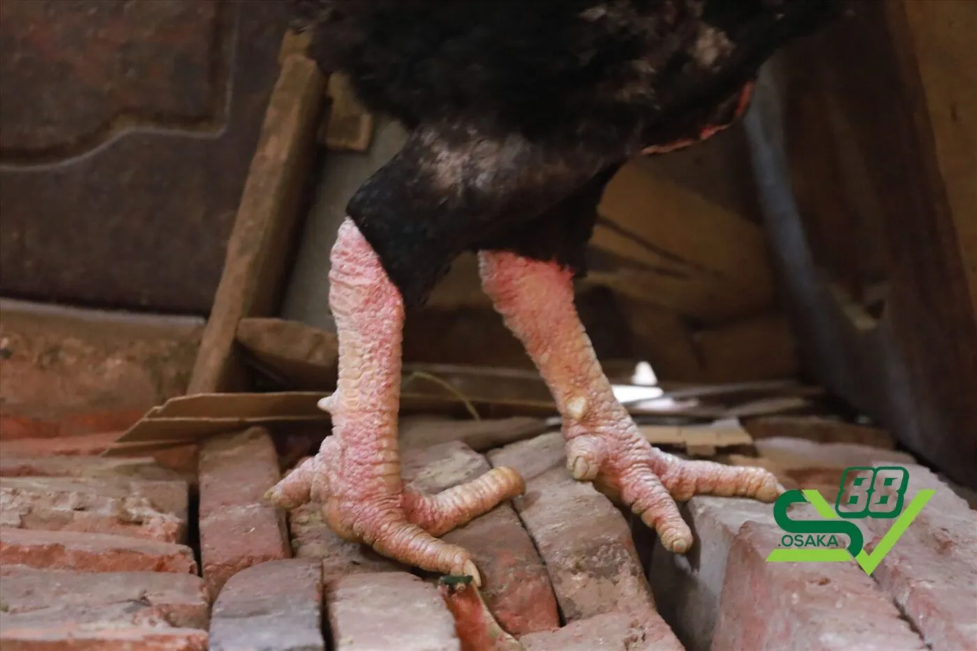 Vảy gà là gì? Tại sao cách xem vảy gà quý lại quan trọng?