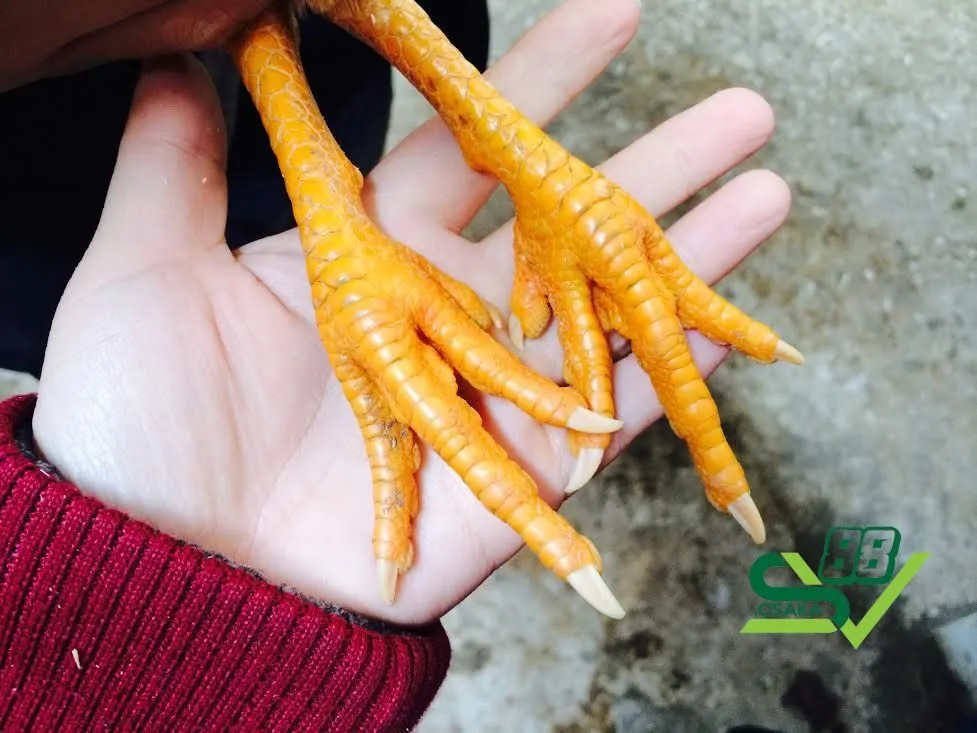 Cách xem vảy gà quý hiếm chính xác nhất cho người mới