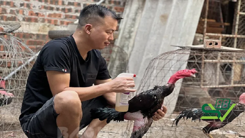 Cẩm nang nuôi gà theo từng giai đoạn