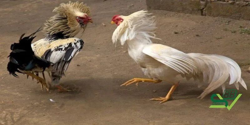 Các lưu ý có trong cẩm nang nuôi gà