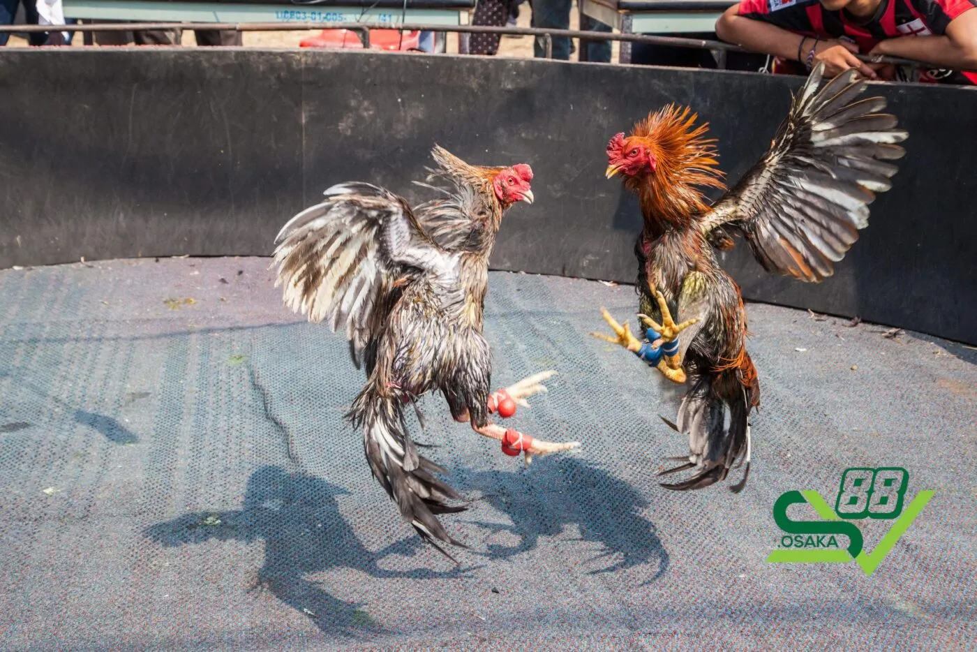 Giới thiệu về đá gà SV88