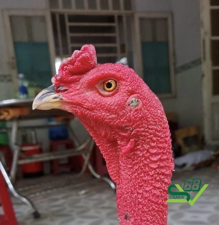 Nguyên nhân khiến gà bị cóc mắt