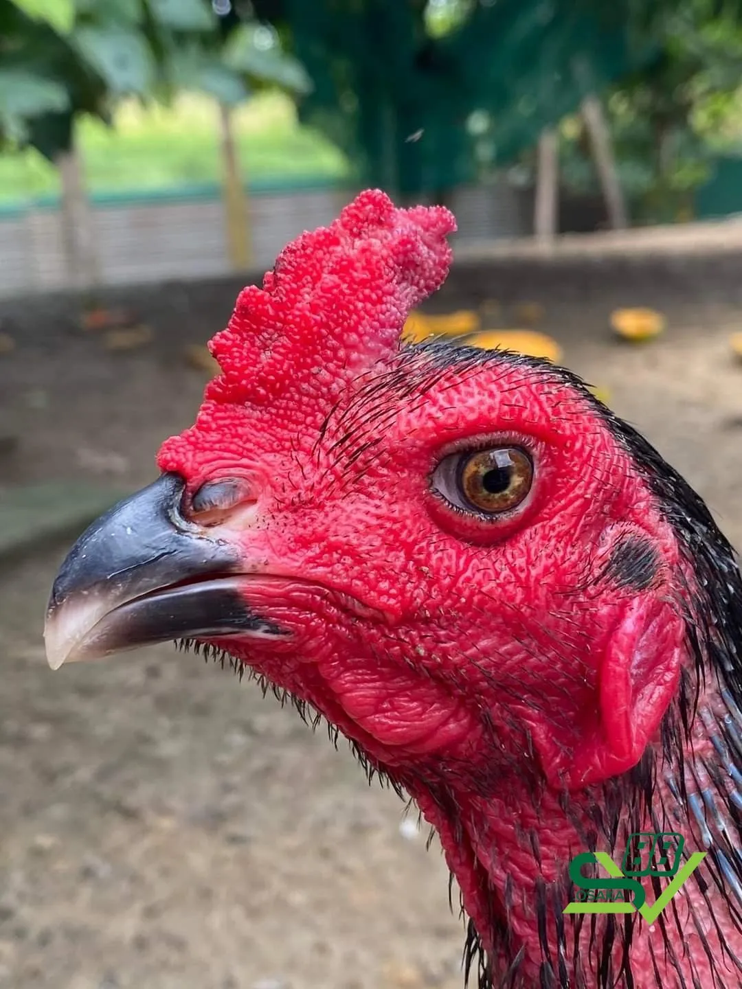 Cách phòng ngừa gà bị cóc mắt