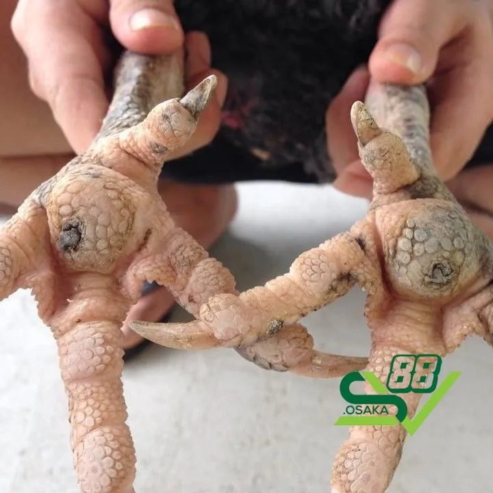 Có nhiều nguyên nhân khiến gà bị lậu đế