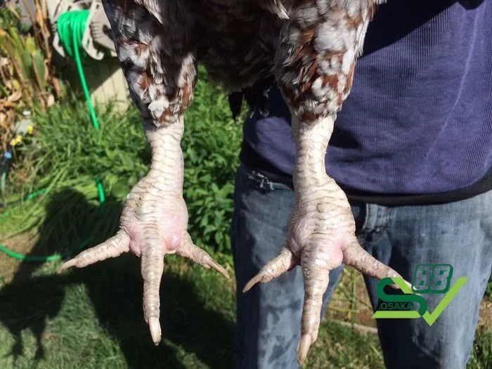 Khớp chân của gà bị sưng