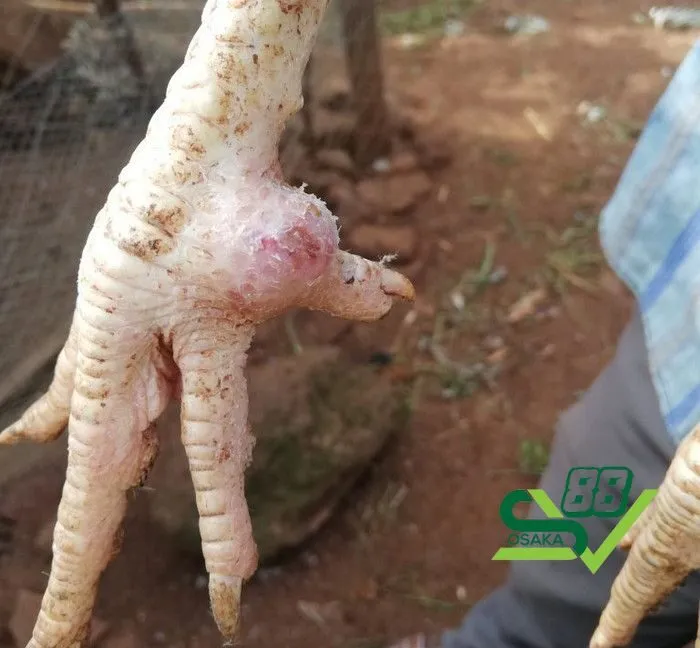 Triệu chứng khi gà bị sưng khớp chân