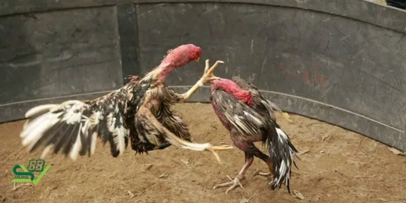 Gà chọi C1 là gì? Vì sao được gọi là đỉnh cao đá gà chọi?