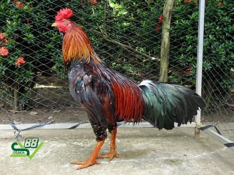 Thời gian nghỉ cho gà chọi đá 3 hồ tùy vào tình trạng sau khi thi đấu