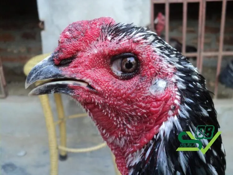 Nguyên nhân gà đá bị tái mặt