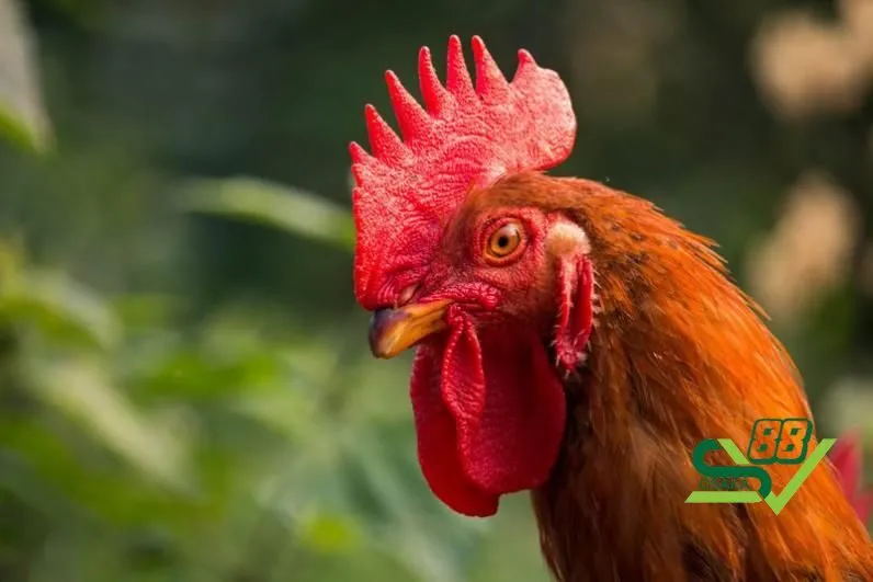 Cách khắc phục tình trạng tái mặt ở gà đá