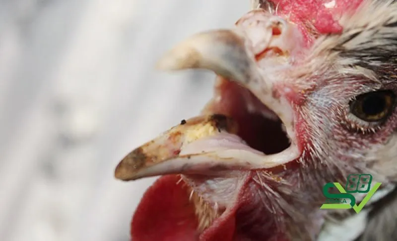 Giải thích tình trạng gà đá thở nhiều