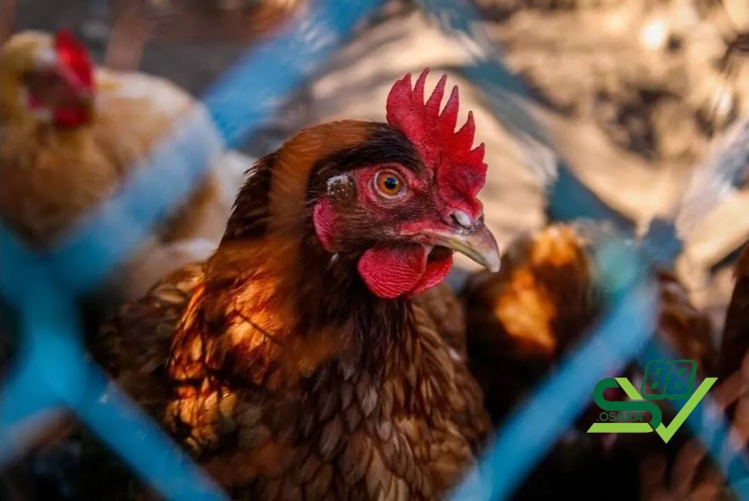 Nguyên nhân khiến gà khó thở