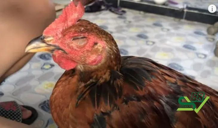 Triệu chứng khi gà nhắm mắt chảy nước mắt