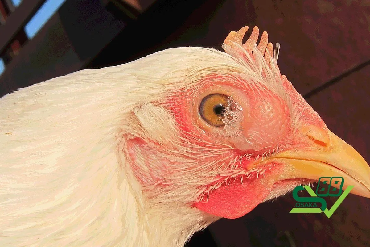 Hướng dẫn chữa trị khi gà nhắm mắt bị chảy nước mắt theo từng trường hợp