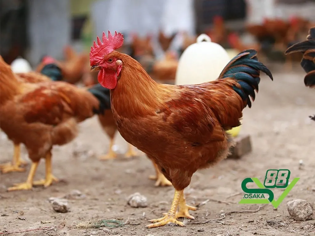 Hướng dẫn cách nuôi gà đơn giản, đạt năng suất cao