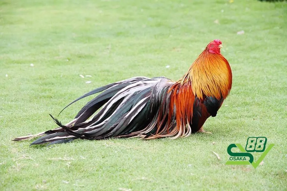 Các yếu tố ảnh hưởng đến giá gà tre cảnh