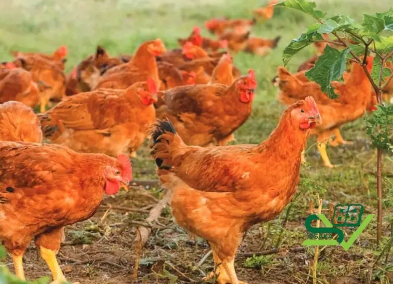 Bật mí cách chọn giống gà Mỹ chất lượng