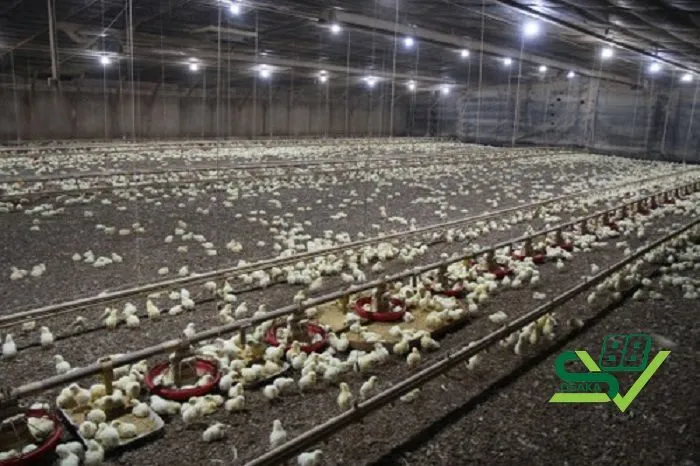 Kinh nghiệm nuôi gà Mỹ về chế độ dinh dưỡng