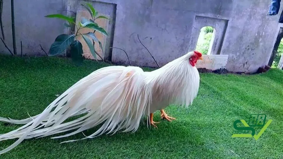 Kỹ thuật nuôi gà tre Tân Châu hiệu quả