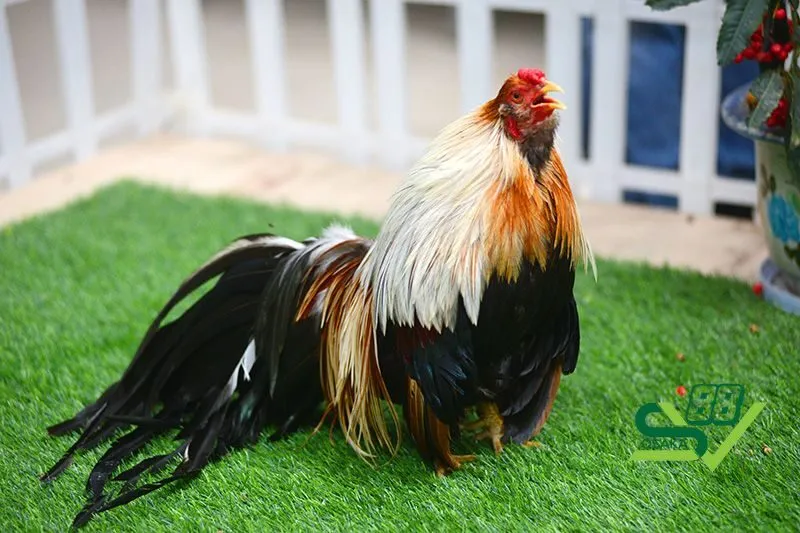 Kỹ thuật chăm sóc và nuôi dưỡng gà tre Tân Châu