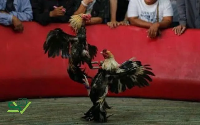 Quy định chi tiết về luật chấp gà cựa sắt