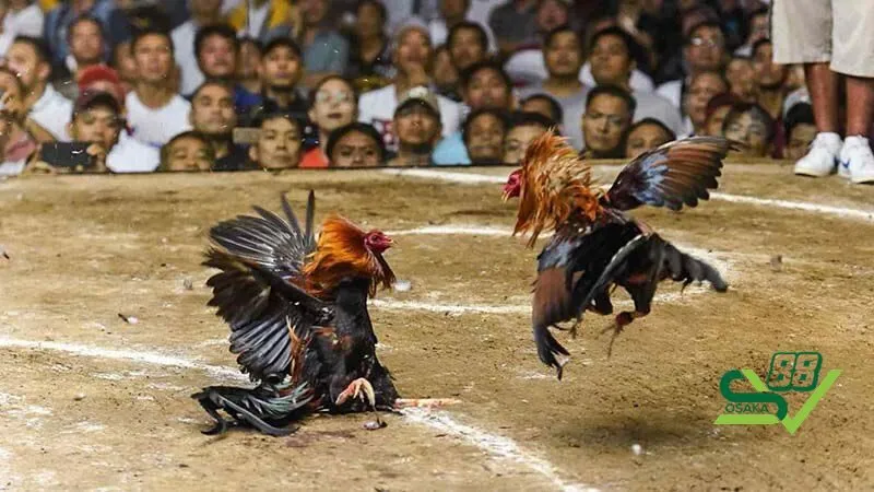 Luật cơ bản khi chơi đá gà mới nhất